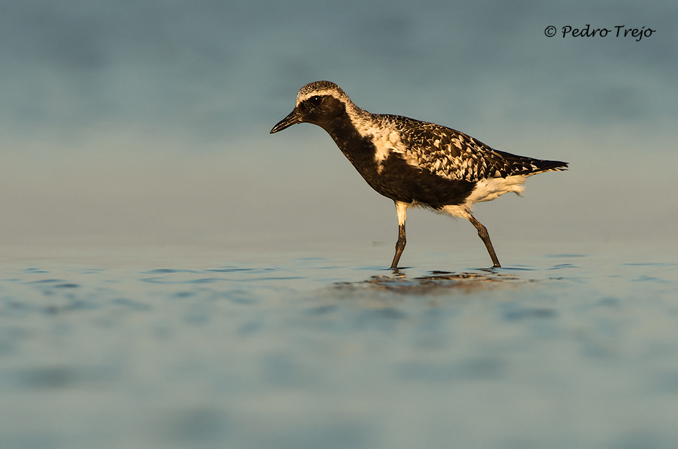 Chorlito gris (Pluvialis squatorola)